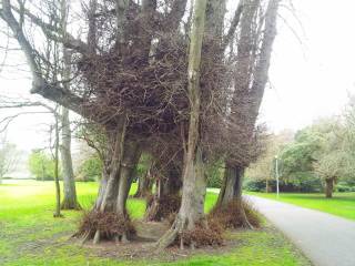 Gormanston College